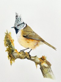 The Crested Tit